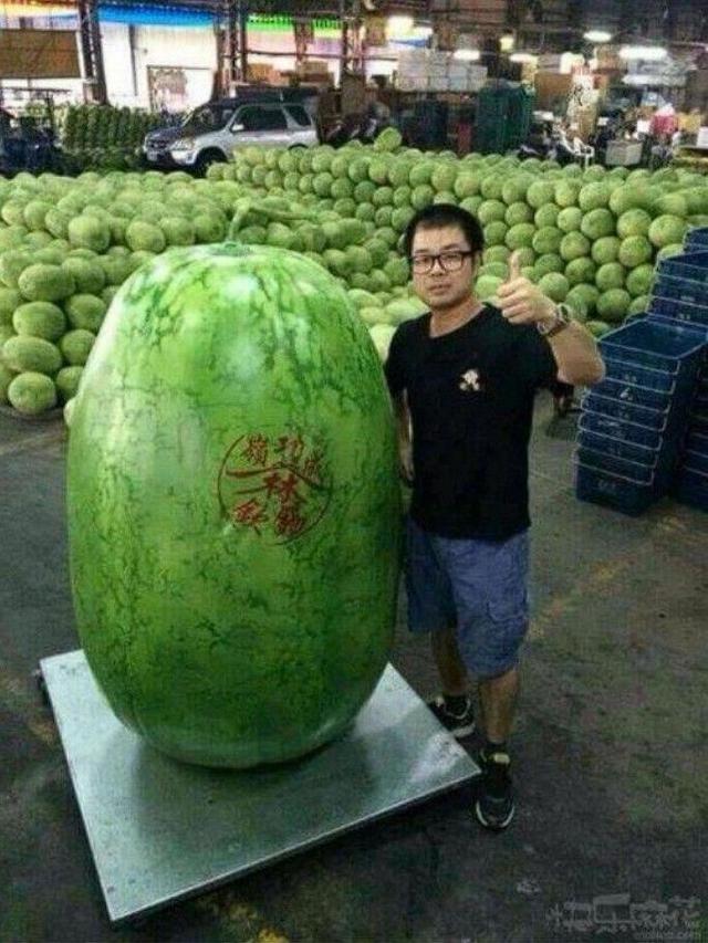 6 Rezeki Tak Terduga Dapat Buah Raksasa Ini Bikin Tercengang