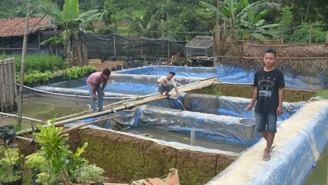 Tiga siswa Sekolah Kader Desa Brilian piket memberi makan dan membersihkan kolam . (Foto: Liputan6.com/Muhamad Ridlo)