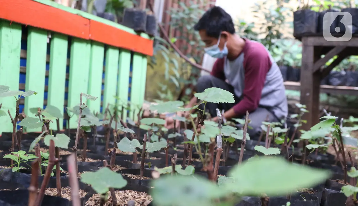 Warga melakukan pembibitan tanaman buah anggur di kampung anggur Tangerang, Minggu (22/11/2020). Bibit dijual kisaran 20 ribu untuk yang lokal dan jenis parian impor 125 ribu dan banyak di pesan dari luar kota, sehingga dapat menjadi roda perekonomian warga sekitar. (Liputan6.com/Angga Yuniar)