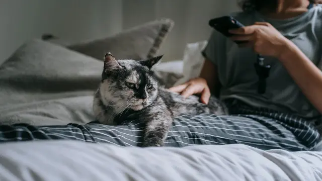 Kucing Tidur di Dekat Kaki Pemiliknya