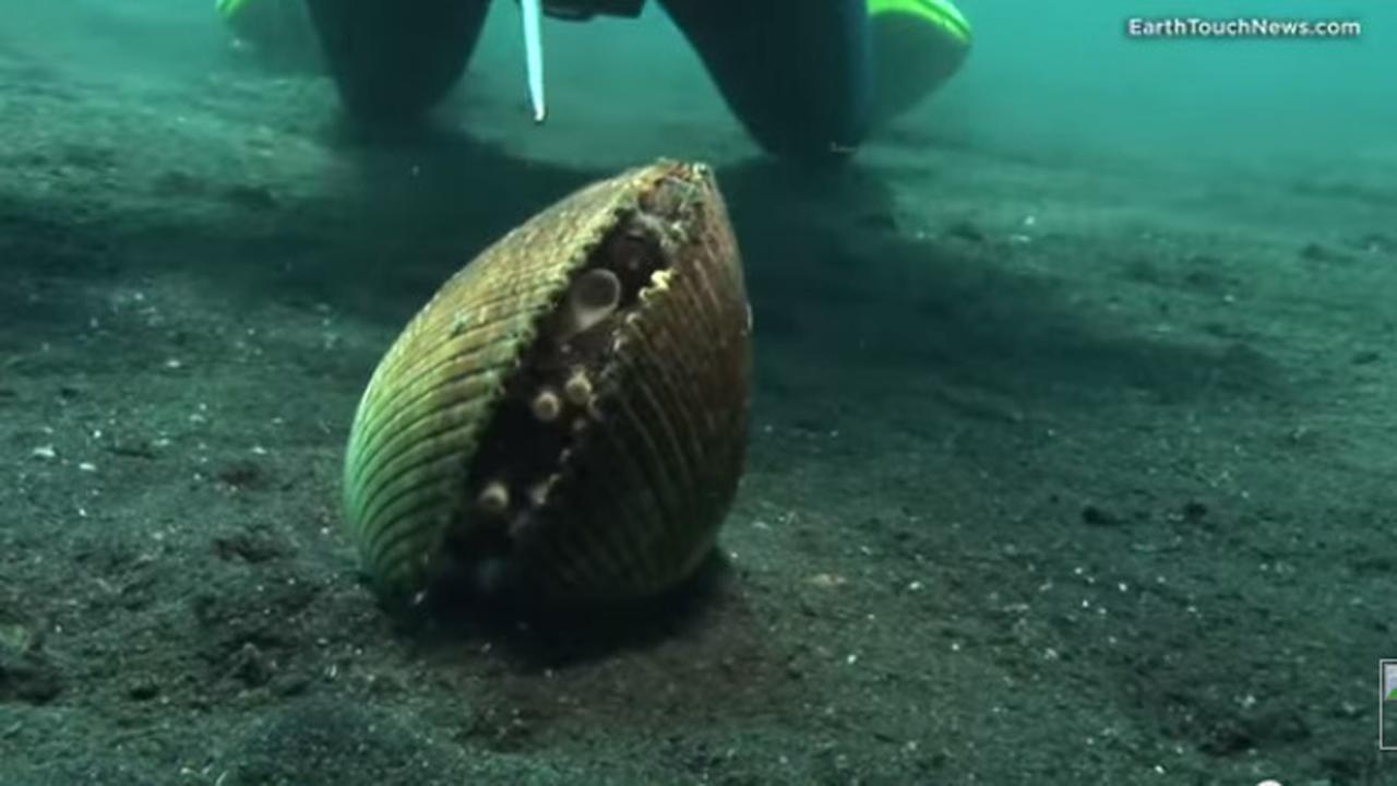 Batako Ramah Lingkungan Berbahan Cangkang Kerang