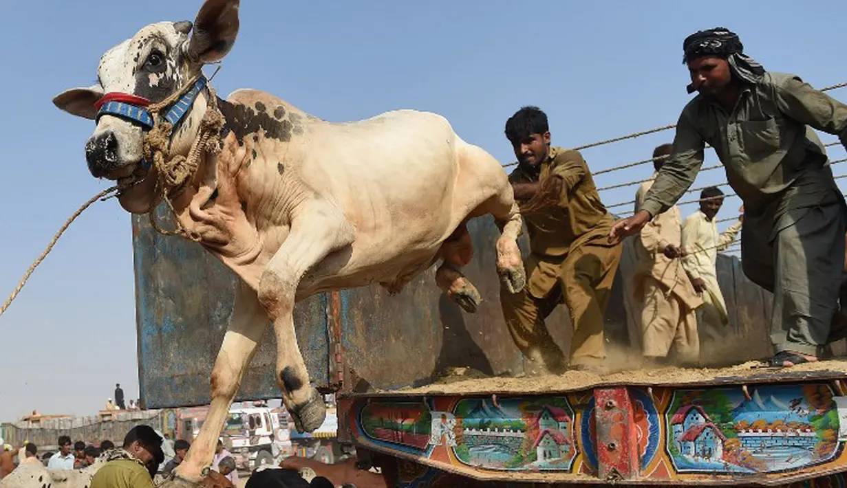 Pedagang ternak menurunkan sapi saat tiba di pasar ternak yang disiapkan untuk menyambut Idul Adha di Karachi, Pakistan, Senin (14/9). Muslim di seluruh dunia sedang mempersiapkan untuk menyambut datangnya Hari Raya Idul Adha. (AFP PHOTO/RIZWAN Tabassum)