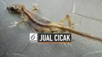 Sebuah unggahan di media sosial membuat heboh warganet. Unggahan berisi cicak yang dijadikan makanan dan dijual dengan sebutan cicak asin goreng. Sontak, ini membuat warganet jijik.
