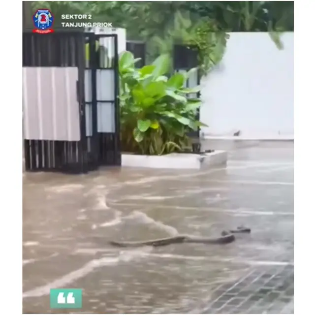 Ular Sanca 3 Meter Gegerkan Warga saat Banjir, Berhasil Dievakuasi Damkar