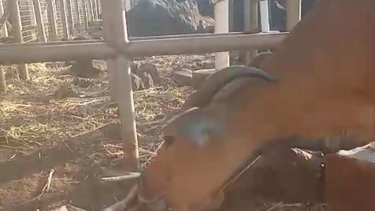 Banteng di Taman Nasional Balyran melahirkan (istimewa)