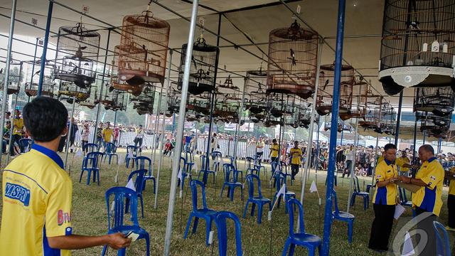 Walikota Cup Lubuklinggau 2014 Bikin Heboh Kicau Mania di Sumatra