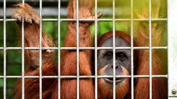 Orangutan bernama Elaine memandang dari dalam kandang saat akan dilepasliarkan di Cagar Alam Hutan Pinus Jantho, Aceh Besar, Selasa (18/6/2019). Dua orangutan yang dilepasliarkan oleh BKSDA Aceh berjenis kelamin betina. (CHAIDEER MAHYUDDIN/AFP)