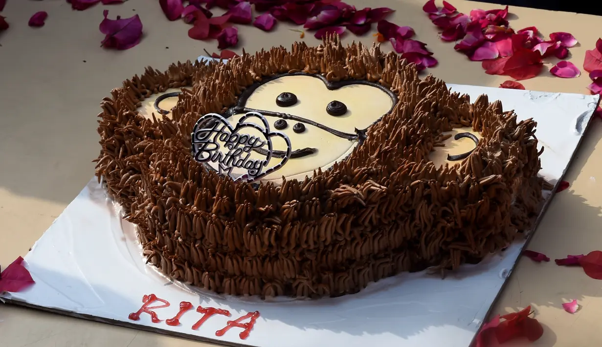 Sebuah kue ulang tahun untuk merayakan ulang tahun simpanse bernama Rita yang berusia 58 tahun di kebun binatang di New Delhi (14/12). Rita juga memperoleh bingkisan hadiah berupa selimut baru, bola sepak, dan mainan baru lainnya. (AFP Photo/Money Sharma)
