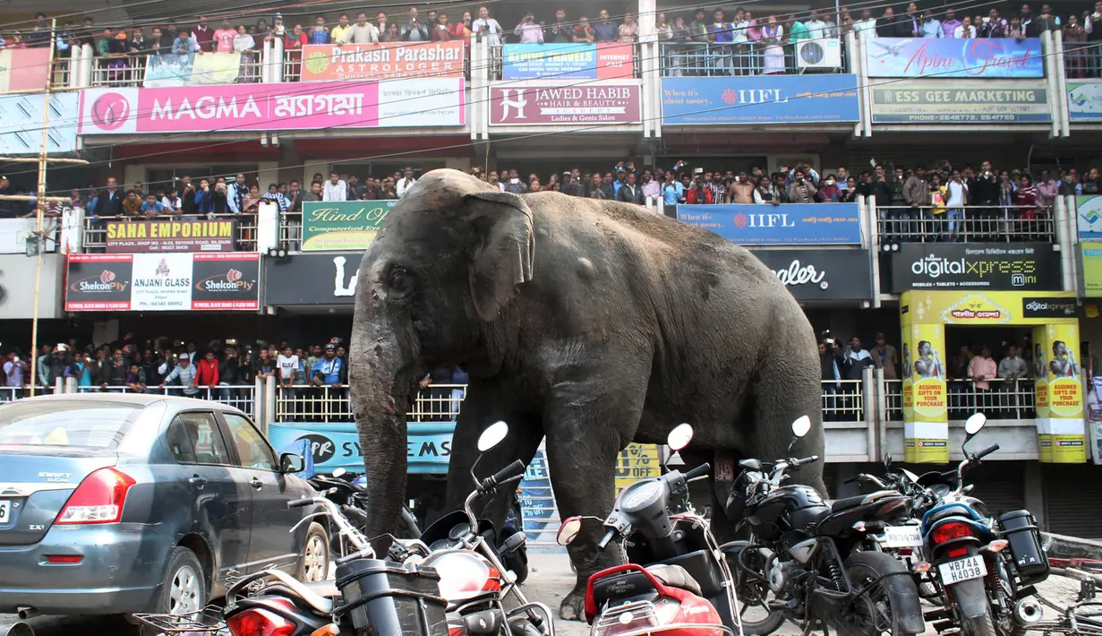Seekor gajah liar dengan panah berisi obat penenang di sisi bagian belakangnya berkeliaran di Siliguri negara bagian Bengal Barat, India, Rabu (10/2). Gajah itu keluar dari habitatnya di hutan Baikunthapur dan masuk ke kota. (AFP PHOTO / Diptendu Dutta)