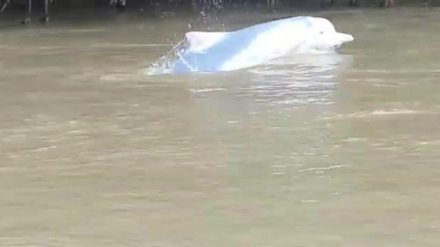 Kejadian Langka Lumba Lumba Air Tawar Muncul Di Sungai Kualuh Citizen6 Liputan6 Com