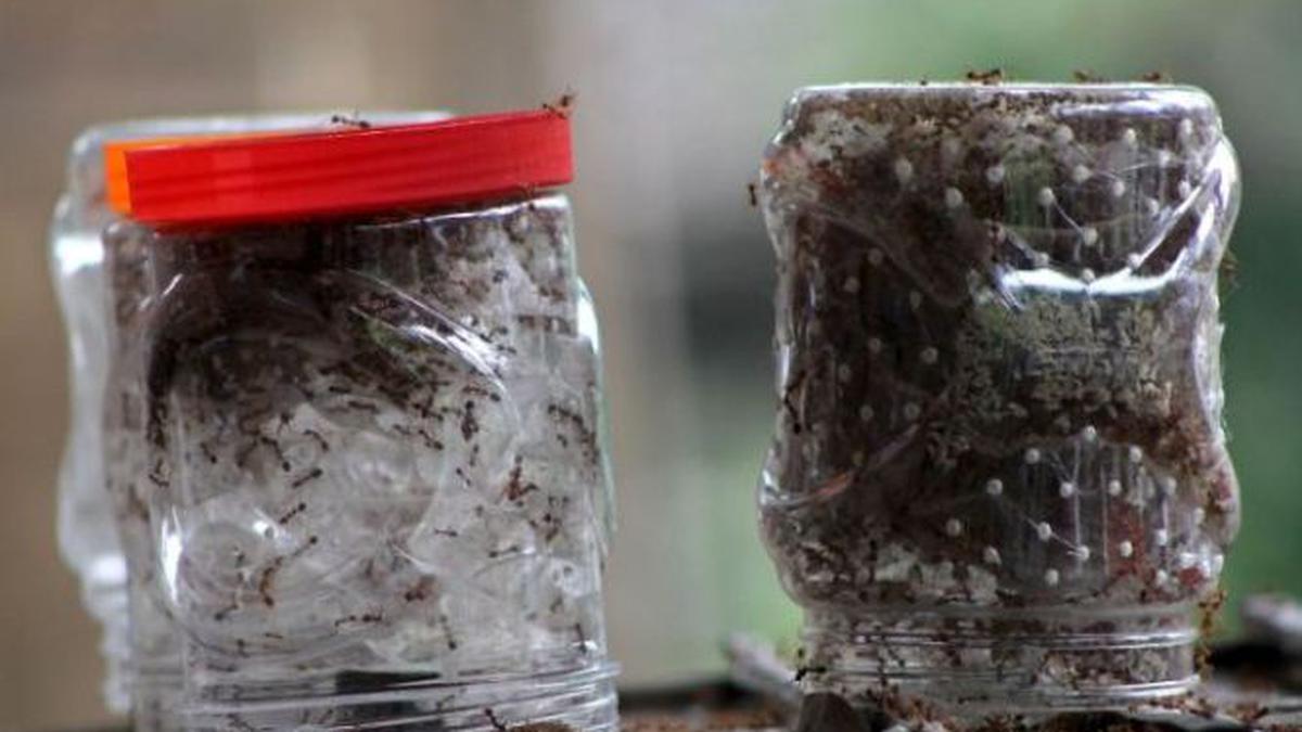 Bisnis Telur Semut Rangrang Jadi Ladang Duit buat RI