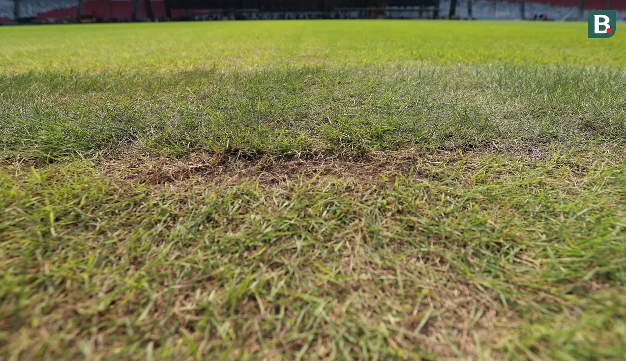 Kondisi rumput tampak botak dan mengering Stadion Utama Gelora Bung Karno (SUGBK), Senin (13/3/2023). Kualitas rumput SUGBK menurun setelah digunakan dua konser di stadion tersebut. (Bola.com/M Iqbal Ichsan)