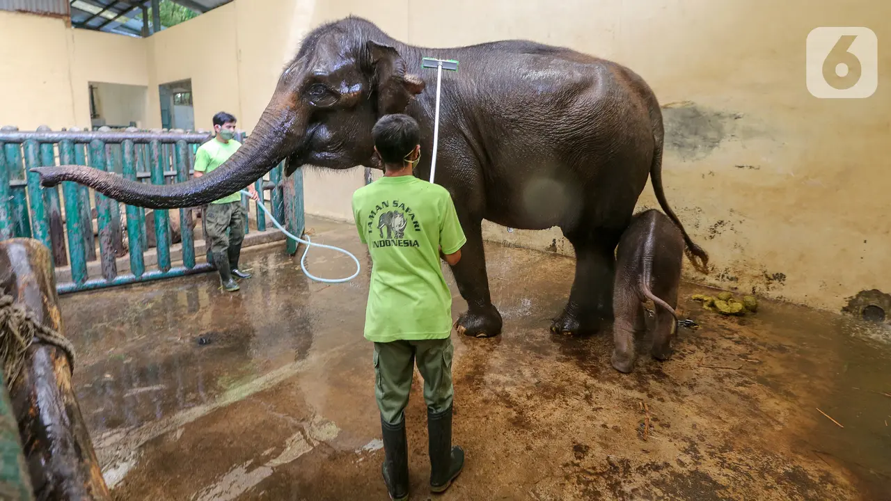 Melihat Perawatan Induk dan Bayi Gajah Covid Selama Pandemi di  Taman Safari Indonesia.
