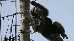 Seekor simpanse jantan kabur dari kebun binatang di Jepang bagian utara dan hewan itu sempat berdiam di atas tiang listrik, Kamis (14/4). Petugas dari kebun binatang kemudian menembak hewan primata berusia 24 tahun itu dengan peluru bius. (Reuters/Kyodo)