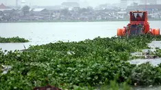 Pemda DKI Jakarta membersihkan Eceng Gondok yang banyak tumbuh di Waduk Pluit. Pembersihan ini dilakukan agar waduk Pluit bisa berfungsi dengan baik, Jakarta, Rabu (11/2/2015). (Liputan6.com/Faizal Fanani)