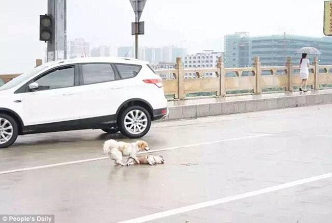 Anjing malang coba bangunkan teman yang mati tertabrak mobil | Photo: Copyright asiantown.net