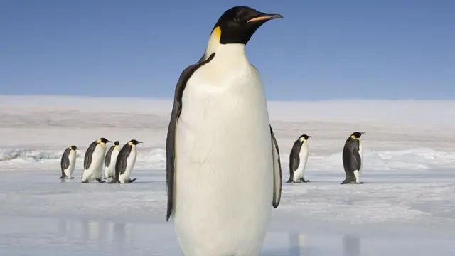 [Bintang] Pinguin Raksasa Ada di Selandia Baru! Reinkarnasi Dinosaurus?