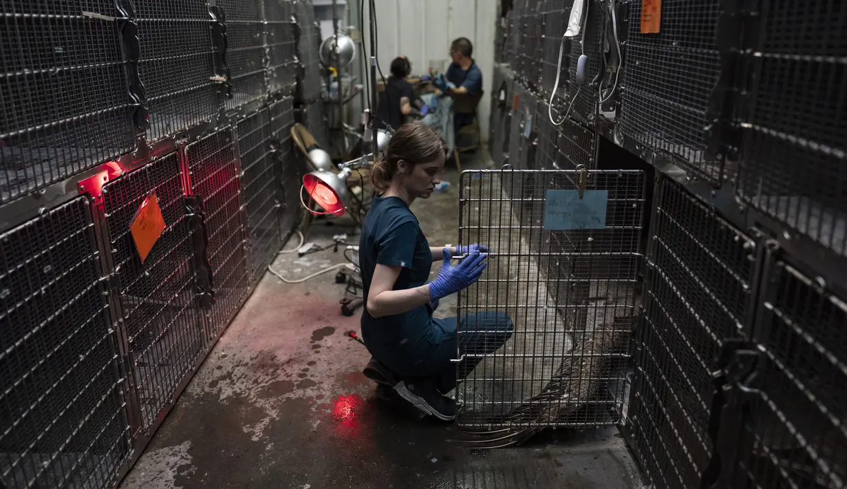 Bird Rescue, yang mengelola dua pusat penyelamatan satwa liar di California Utara dan Selatan, melaporkan 110 burung pelikan yang sakit dalam tiga minggu terakhir, banyak di antaranya terjerat tali pancing atau kail. (AP Photo/Jae C. Hong)