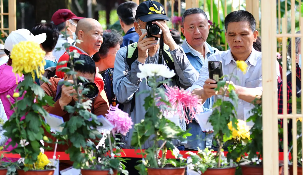 Orang-orang mengabadikan foto bunga krisan di sebuah pameran di Fuzhou, ibu kota Provinsi Fujian, China pada 3 November 2020. Lebih dari 20.000 pot bunga krisan dari 1.000 lebih varietas dipertunjukkan dalam sebuah acara pameran di Taman Danau Barat di Fuzhou pada Selasa (3/11). (Xinhua/Wei Peiquan)