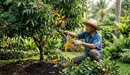 7 Cara Mengatasi Kelengkeng yang Rimbun Daun tetapi Tidak Berbunga, Begini Cara Merawatnya