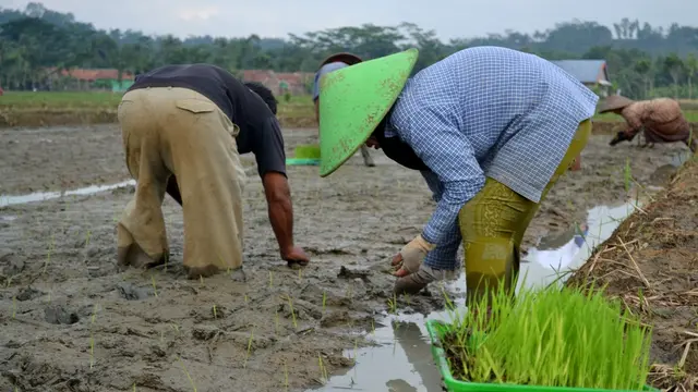 Cara Menanam Padi yang Baik dan Menguntungkan.