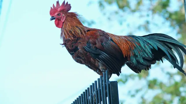 Jenis Ayam Hias Termahal Mudah Dipelihara