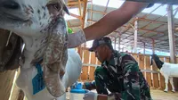 Seorang prajurit TNI di Sulawesi Tengah ikut memerah susu kambing di peternakan kelompok peternak hasil kolaborasi TNI dan masyarakat di Kelurahan Baiya, Kecamatan Tawaeli, Kota Palu. (Foto: Heri Susanto/ Liputan6.com)