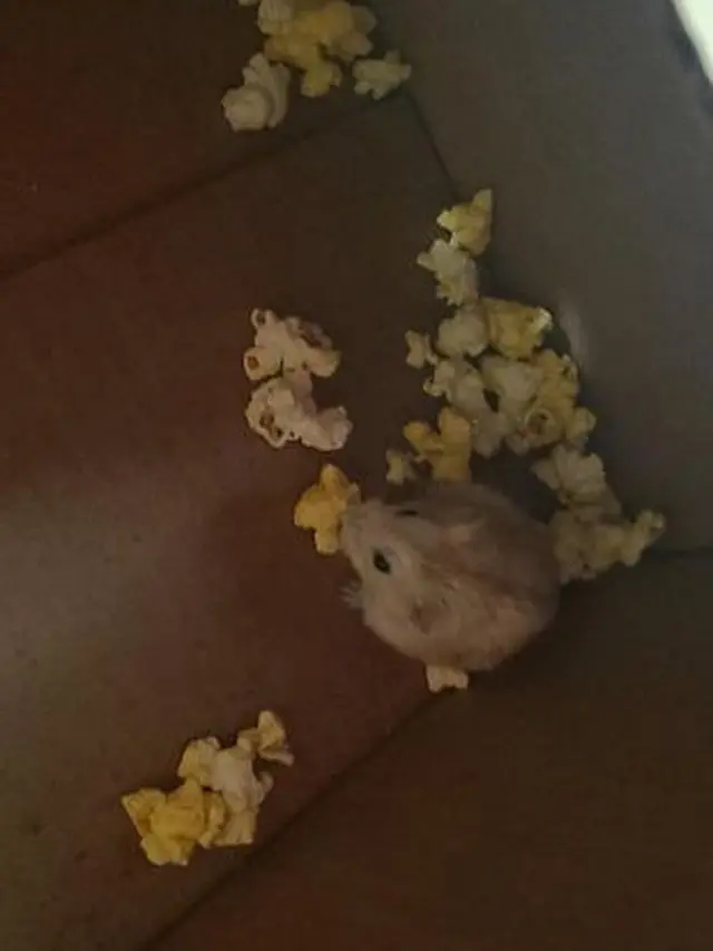 Digigit Hamster