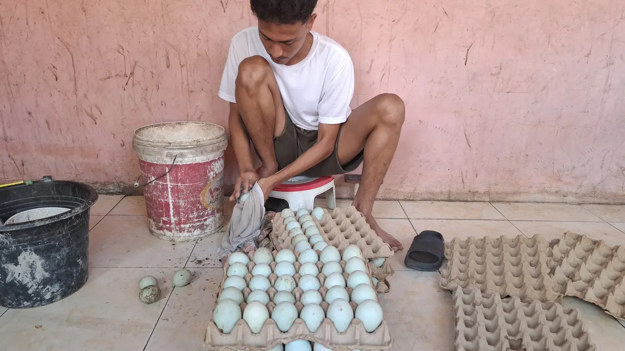 Telur bebek fresh dari kandang milik Rahmat Munthe. Foto : (Liputan6.com/Ardi).