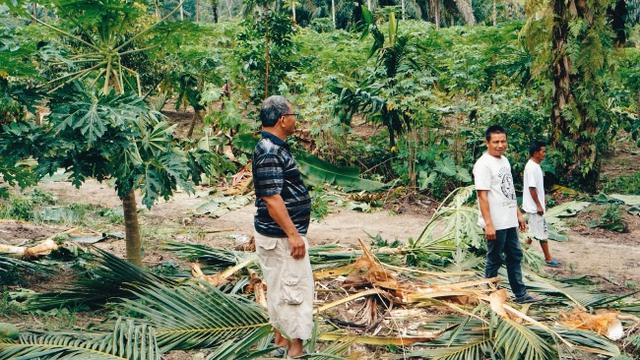 Petani di Pekanbaru melihat kebunnya yang luluh lantak karena gajah melintas.