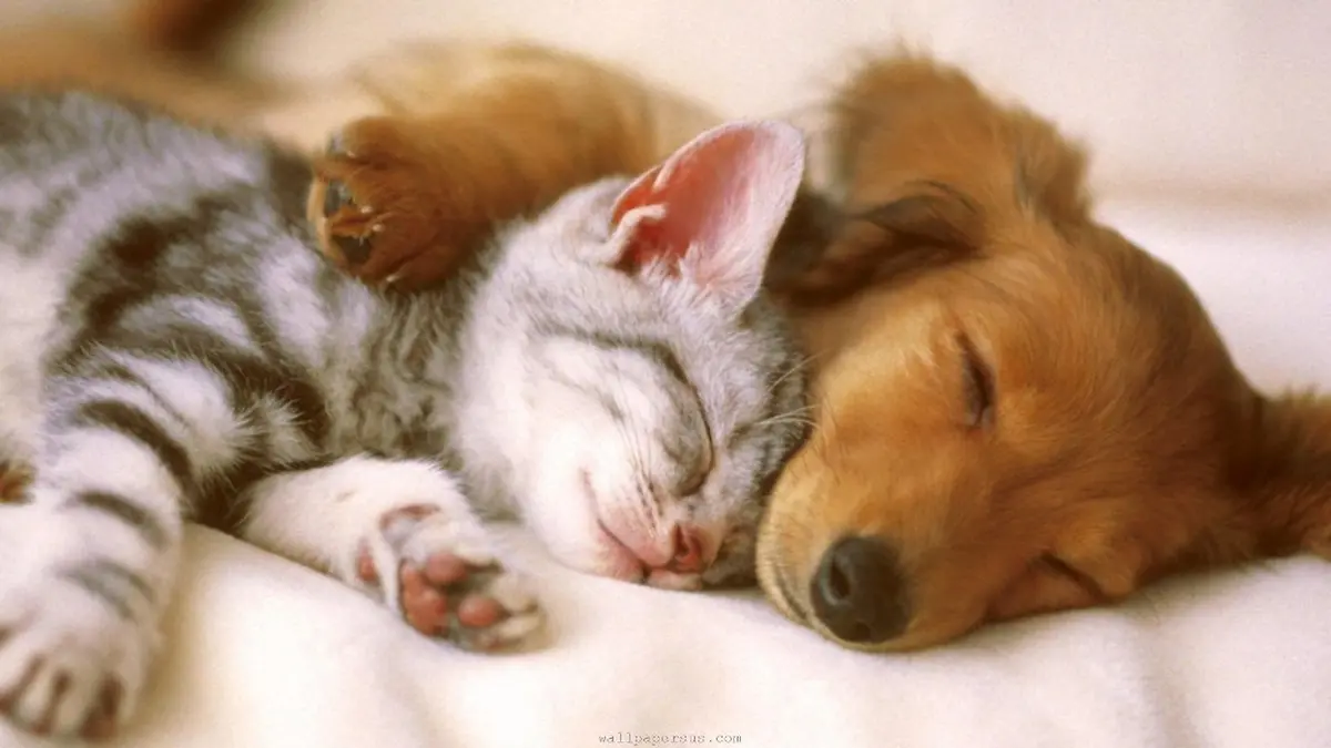 Kini Ada Aplikasi yang Meminjamkan Anak Anjing untuk Dipelihara - Citizen6  Liputan6.com
