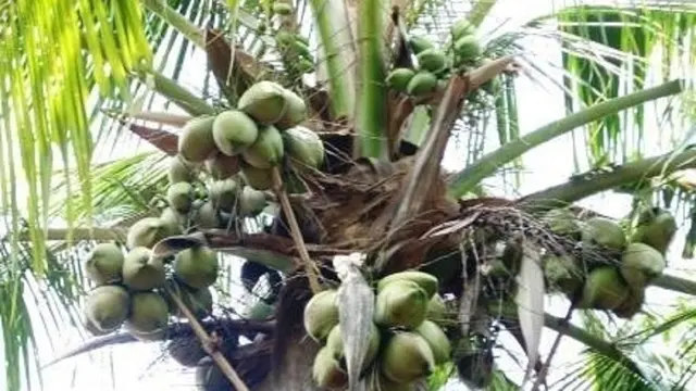 Genjah Hijau Kopyor (dok. Direktorat Jenderal Perkebunan Kementerian Pertanian)