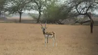 Top 5 Tourist Places In Gujarat For Nature Lovers