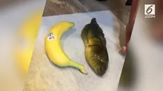 Awalnya para ahli mengira kecebong raksasa yang ditemukannya adalah seekor ikan, namun ternyata bukan. Kecebong tersebut berukuran lebih dari telapak tangan orang dewasa.
