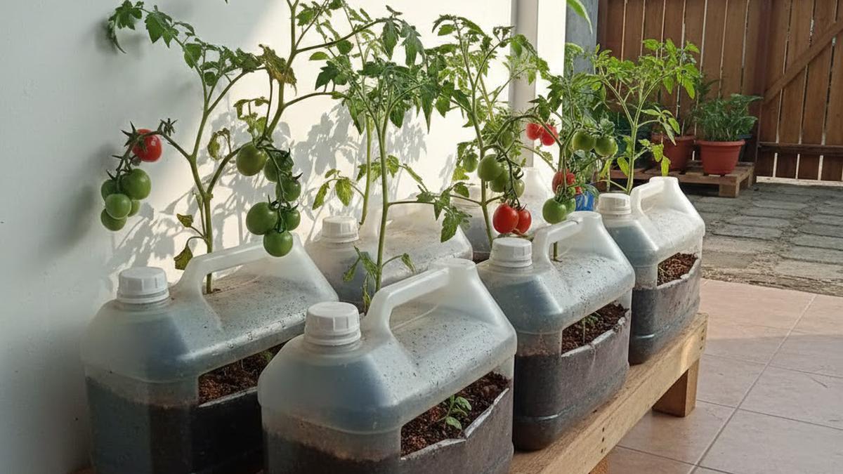 8 Ide Kebun Tomat di Teras Sederhana Pakai Wadah Bekas, Solusi Hemat Pangan
