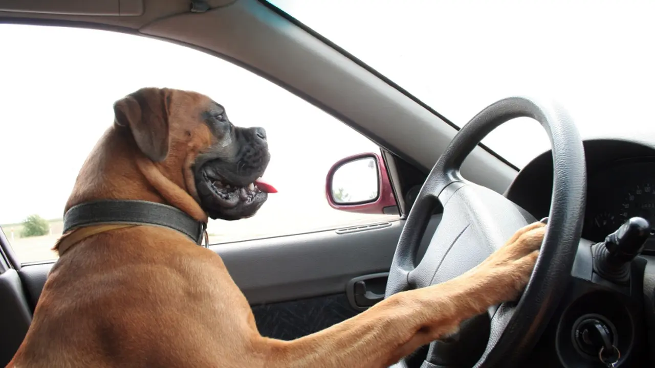 Kocak! Anjing Ini Kendarai Mobil-mobilan Milik Anak Majikannya