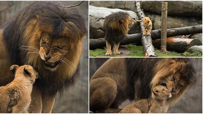 Mengintip Kehangatan Singa Jantan Yang Bermain Bersama Anak Anaknya Parenting Fimela Com