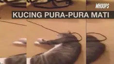 Seekor kucing pintar akting pingsan saat akan diajak jalan oleh pemiliknya. 