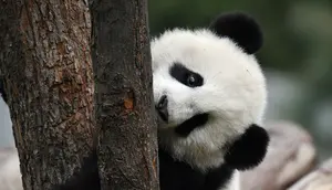 Tingkah Lucu Panda Kai Kai dan Jia Jia Rayakan Ulang Tahun, Bisa Jadi yang Terakhir di Singapura