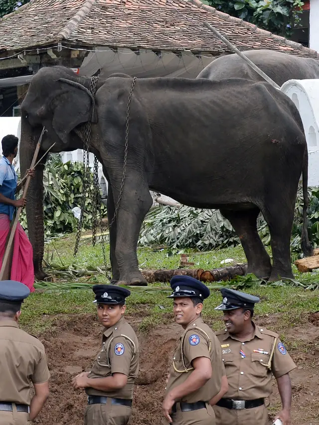 Viral di Medsos, Begini Kondisi Menyedihkan Gajah Kurus Tikiri