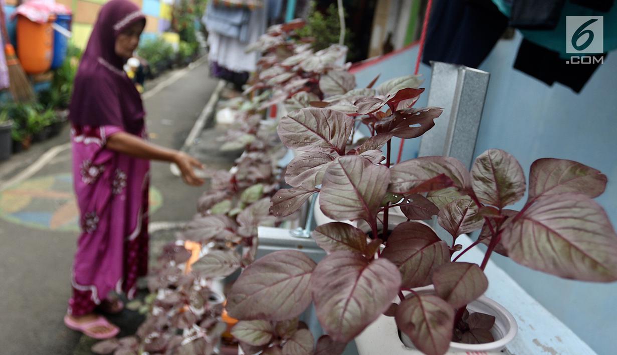 FOTO Melihat Hijaunya Kampung Hidroponik di Pengadegan 