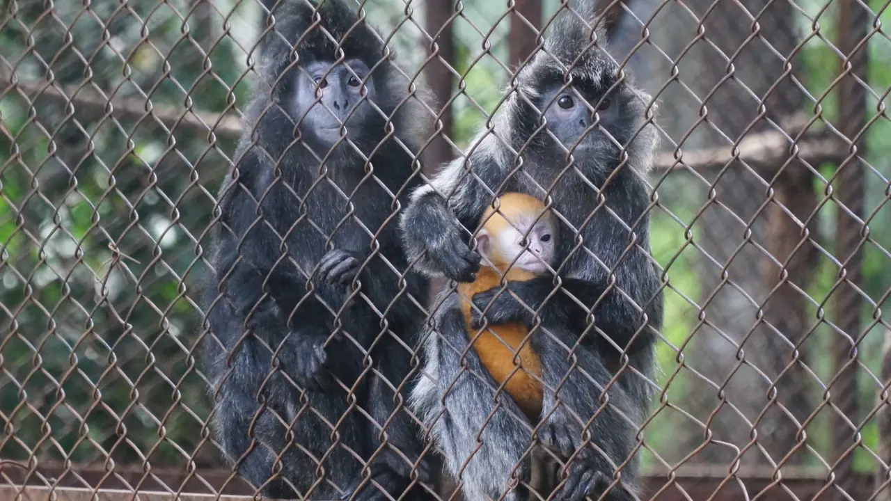 Bayi Lutung