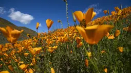 Pemandangan bunga poppy yang mekar di Danau Elsinore, California pada 8 Maret 2019. Pada dasarnya Poppy adalah tumbuhan herbal yang kerap ditanam karena bunganya berwarna-warni. (Photo by Maro SIRANOSIAN / AFP)