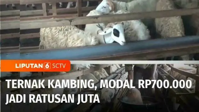 Bisnis ternak memang menjanjikan, di hari raya Iduladha ini kami akan mengajak Anda bertemu dengan Dian Fikri Yahya di Kota Semarang. Bermodalkan uang Rp700 ribu dirinya beternak kambing. Inilah Berani Berubah, Ternak Kambing Modal Rp700.000 Jadi Rat...