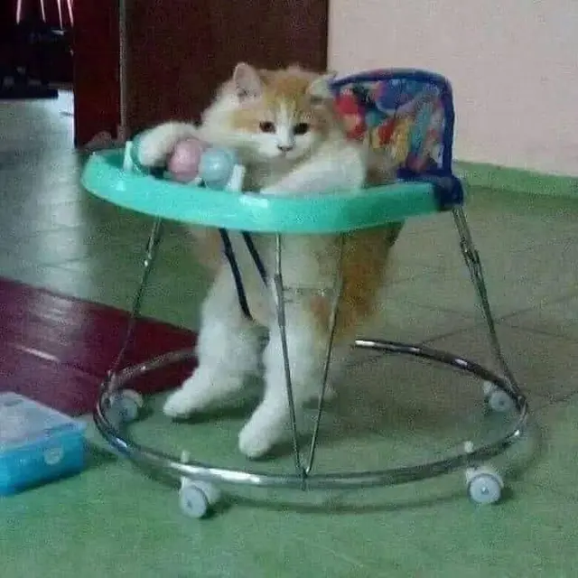 6 Potret Kucing Nyeleneh Gayanya Bak Seorang Bayi Ini Bikin Gemas