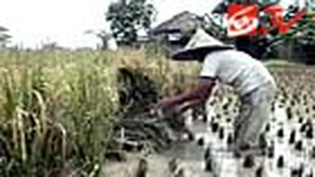 Sawah Terendam, Panen Dipercepat