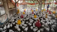 7 Cara Memulai Ternak Ayam Broiler dengan Modal Terbatas, Peluang Untung Besar