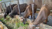 Salah satu peternakan sapi di Balikpapan. (Liputan6.com/Istimewa)