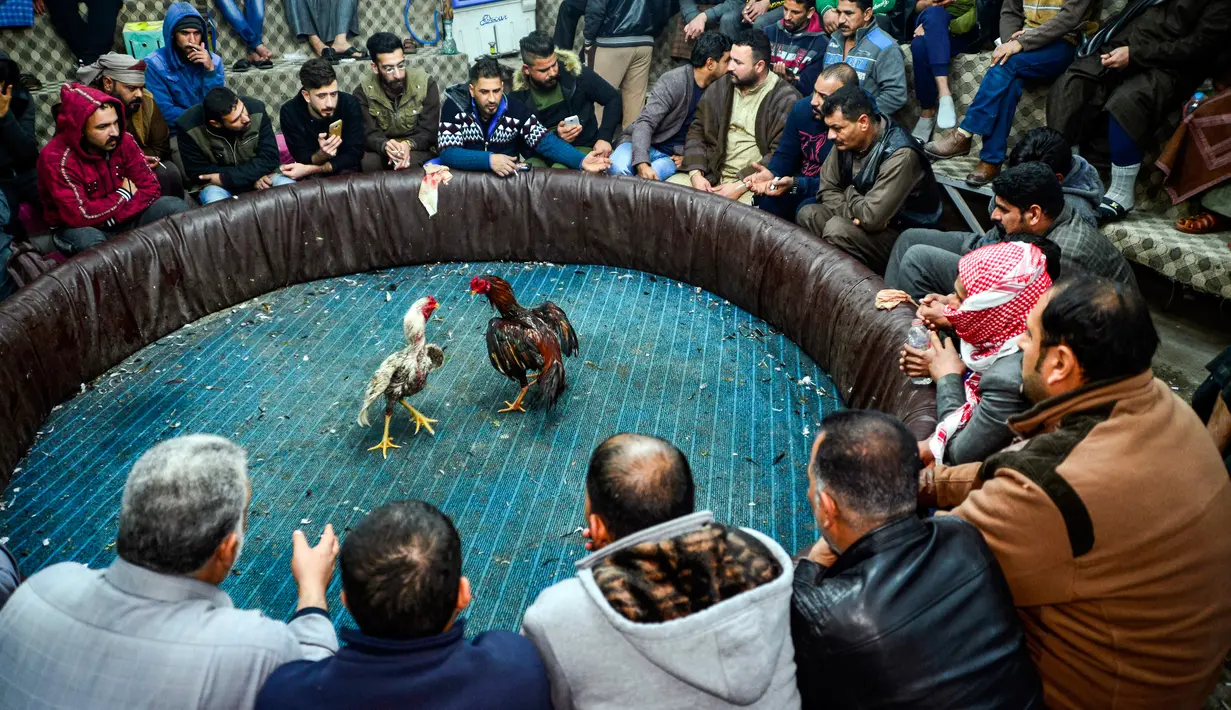 Penonton menyaksikan sabung ayam di Kota Najaf, Irak, Sabtu (26/1). Sabung ayam merupakan kegiatan ilegal yang masih tersebar luas di Irak. (Haidar HAMDANI/AFP)