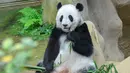 Panda raksasa Yi Yi menyantap bambu di Pusat Konservasi Panda Raksasa Kebun Binatang Negara dekat Kuala Lumpur, Malaysia, 19 Desember 2020. Pengunjung Kebun Binatang Negara dikurangi menjadi maksimal 1.250 orang. (Xinhua/Chong Voon Chung)